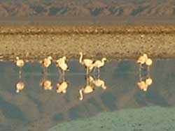 Flamingoes in the Salar de Atacama