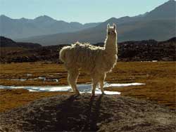 llama in NP Lauca