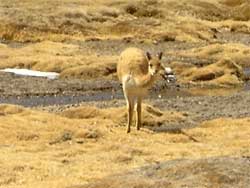 vicunha in NP Lauca